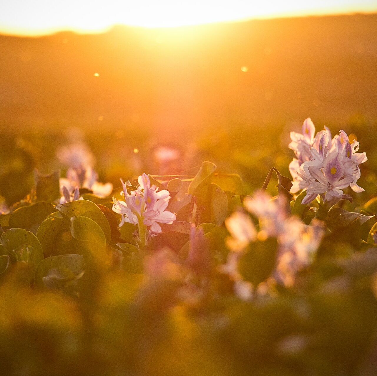 Is Waco Texas a Good Place to Live? 10 Pros and Cons of Living in Waco