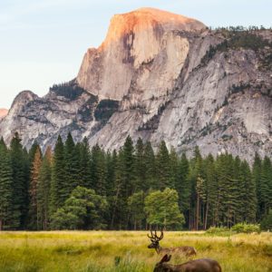 yosemite-vs-lake-tahoe-moose-in-yosetime