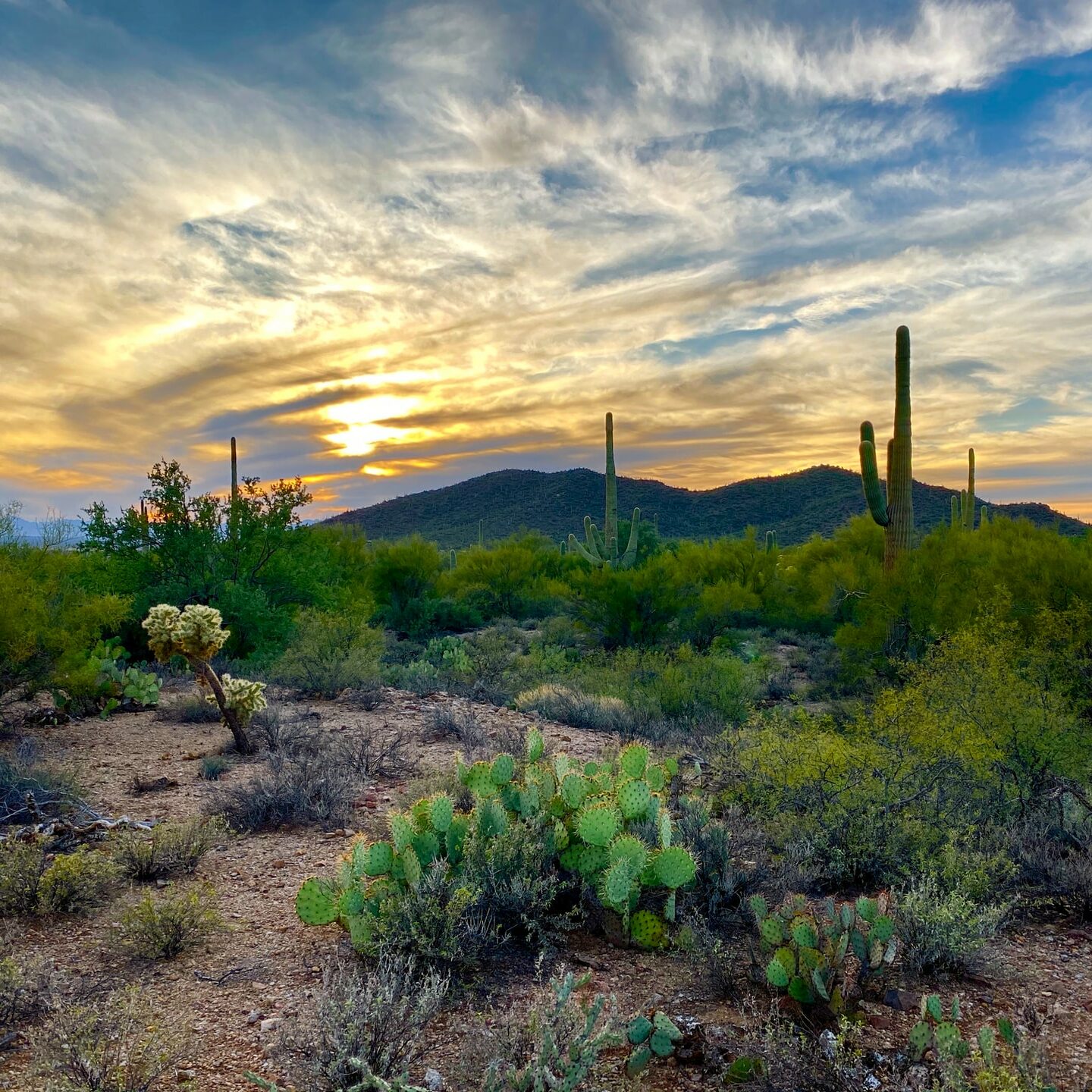 Phoenix-vs-Tucson-Tucson-desert-nature