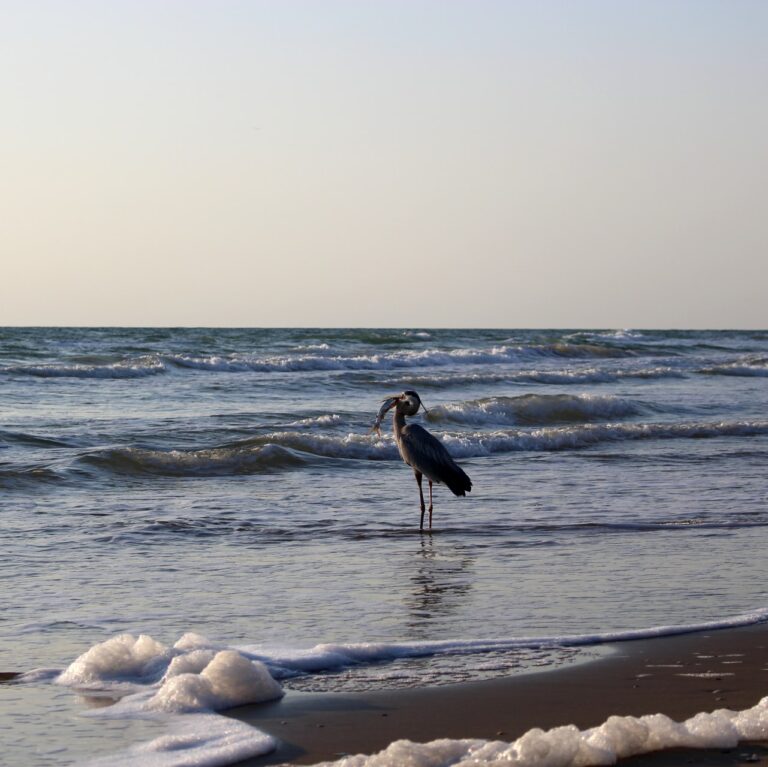 Best place to live in texas for weather