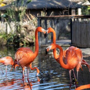 sacramento-vs-los-angeles-Sacramento-Zoo