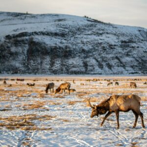 wyoming-state