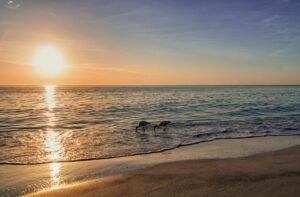 closest-airport-to-sarasota-florida